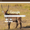 Linh Duong Waterbuck  screen for extension Chrome web store in OffiDocs Chromium