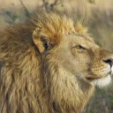 Lion  screen for extension Chrome web store in OffiDocs Chromium