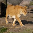 Lion and Shadow  screen for extension Chrome web store in OffiDocs Chromium