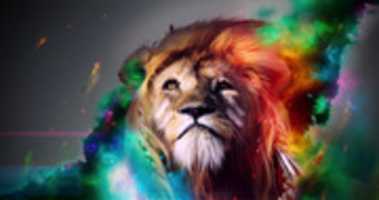 Free download lionB free photo or picture to be edited with GIMP online image editor