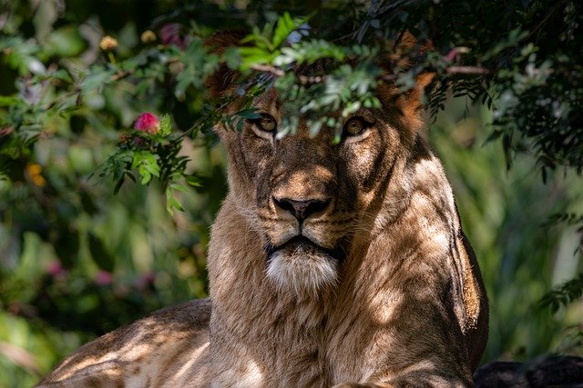 Descărcare gratuită leoaică leu animal sălbatic natură imagine gratuită pentru a fi editată cu editorul de imagini online gratuit GIMP
