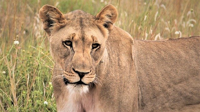 Free download lioness on the hunt ears prowl free picture to be edited with GIMP free online image editor