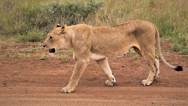 Free download lioness stalking road fear prowl free picture to be edited with GIMP free online image editor
