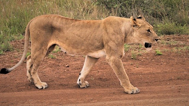 Téléchargement gratuit de lionne traquant des empreintes de route image gratuite à éditer avec l'éditeur d'images en ligne gratuit GIMP