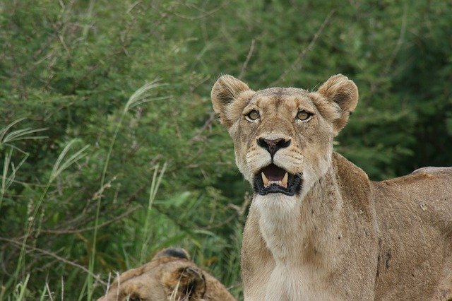 Free download lioness stare eyes teeth royal free picture to be edited with GIMP free online image editor