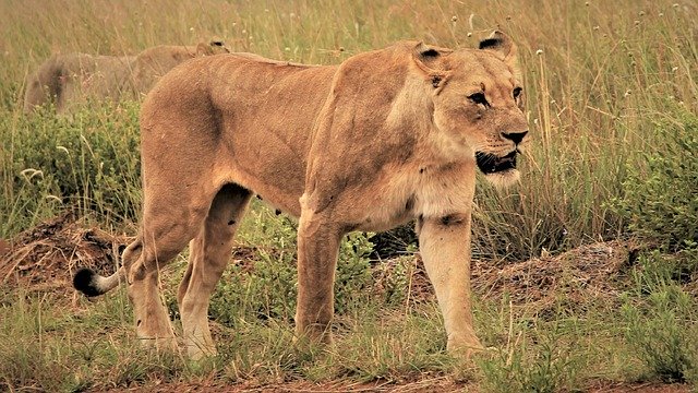 Free download lioness walking fear prowl free picture to be edited with GIMP free online image editor