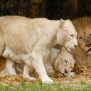 Lion family  screen for extension Chrome web store in OffiDocs Chromium