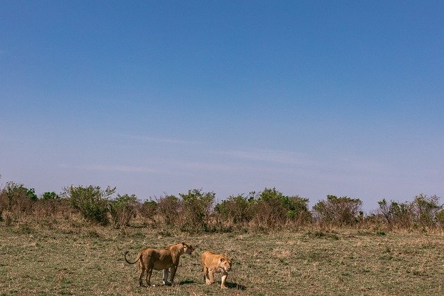 Free download lion field animal safari savannah free picture to be edited with GIMP free online image editor