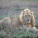 lion in the field  screen for extension Chrome web store in OffiDocs Chromium
