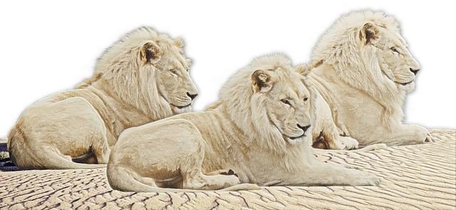 Free download Lion Lions White -  free free photo or picture to be edited with GIMP online image editor