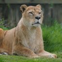 lion lying on the grass  screen for extension Chrome web store in OffiDocs Chromium