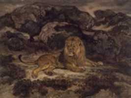 Free download Lion Reclining (Lion au repos) free photo or picture to be edited with GIMP online image editor