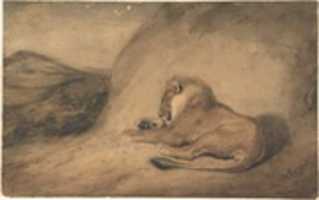 Free download Lion Resting free photo or picture to be edited with GIMP online image editor