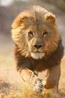 Free download Lion Running[ 1] free photo or picture to be edited with GIMP online image editor