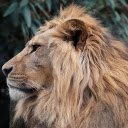 Lions Side View  screen for extension Chrome web store in OffiDocs Chromium