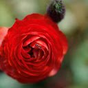 Little ants next to roses  screen for extension Chrome web store in OffiDocs Chromium