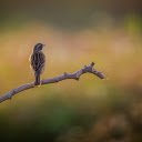 Little bird on a branch  screen for extension Chrome web store in OffiDocs Chromium