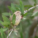 Little bird on a green branch  screen for extension Chrome web store in OffiDocs Chromium