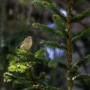 Little bird on a pine branch  screen for extension Chrome web store in OffiDocs Chromium