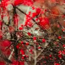 Little bird on the red tree  screen for extension Chrome web store in OffiDocs Chromium