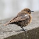 LITTLE BIRD THEME  screen for extension Chrome web store in OffiDocs Chromium