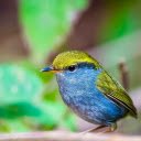 Little Blue Bird  screen for extension Chrome web store in OffiDocs Chromium