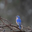 Little Blue Bird  screen for extension Chrome web store in OffiDocs Chromium