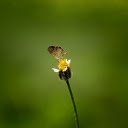 Little butterfly  screen for extension Chrome web store in OffiDocs Chromium