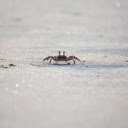 Little crab crawling on the sand  screen for extension Chrome web store in OffiDocs Chromium