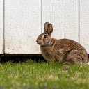 Little Eared Rabbit  screen for extension Chrome web store in OffiDocs Chromium