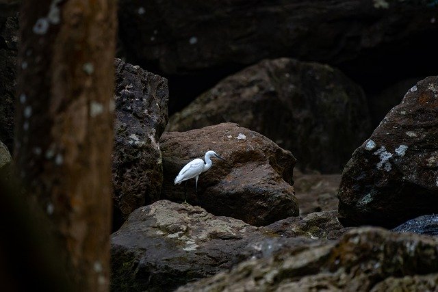 Free download little egret egret jungle mountain free picture to be edited with GIMP free online image editor