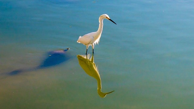 Descărcare gratuită imaginea cu umbră de reflexie a lacului egretă mică pentru a fi editată cu editorul de imagini online gratuit GIMP