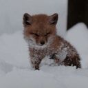 little fox and snow wallpaper  screen for extension Chrome web store in OffiDocs Chromium
