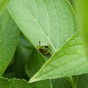 Little frog in the leaves  screen for extension Chrome web store in OffiDocs Chromium