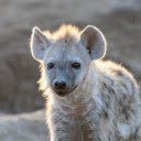 Little hyena  screen for extension Chrome web store in OffiDocs Chromium