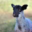 Little Lamb  screen for extension Chrome web store in OffiDocs Chromium