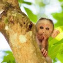 little monkey and round eyes  screen for extension Chrome web store in OffiDocs Chromium