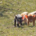 Little pigs basking in the sun  screen for extension Chrome web store in OffiDocs Chromium