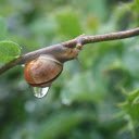 Little snail and water drop  screen for extension Chrome web store in OffiDocs Chromium