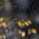 Little spider and big spider web  screen for extension Chrome web store in OffiDocs Chromium