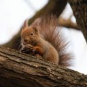 Little squirrel on the tree  screen for extension Chrome web store in OffiDocs Chromium