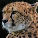 Little tiger  screen for extension Chrome web store in OffiDocs Chromium