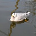 Little White Goose  screen for extension Chrome web store in OffiDocs Chromium