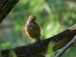 Gratis download Little Young Robin gratis foto of afbeelding om te bewerken met GIMP online afbeeldingseditor