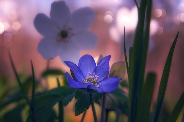 जीआईएमपी मुफ्त ऑनलाइन छवि संपादक के साथ संपादित करने के लिए लिवर फूल फूल पौधे लिवरलीफ मुफ्त चित्र डाउनलोड करें