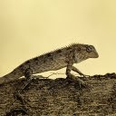 Lizard crawling trees  screen for extension Chrome web store in OffiDocs Chromium