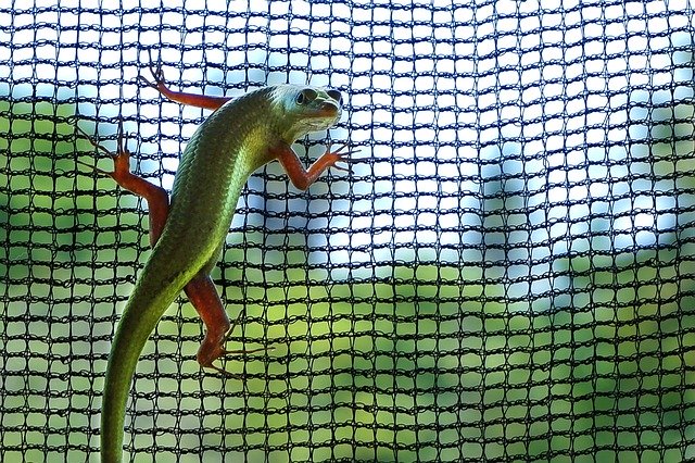 Bezpłatne pobieranie Lizard Green Wildlife - bezpłatne zdjęcie lub obraz do edycji za pomocą internetowego edytora obrazów GIMP