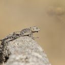 Lizard hidden in the rock  screen for extension Chrome web store in OffiDocs Chromium