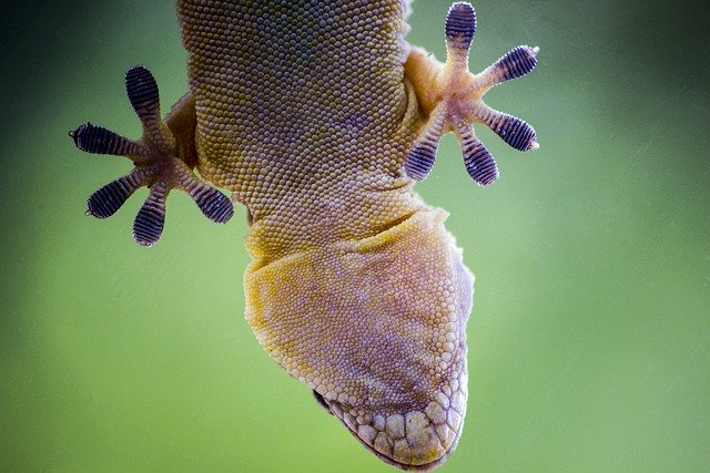 Baixe grátis lagarto macro natureza animal espécie imagem gratuita para ser editada com o editor de imagens online gratuito GIMP
