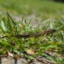 Lizard on the Grass  screen for extension Chrome web store in OffiDocs Chromium